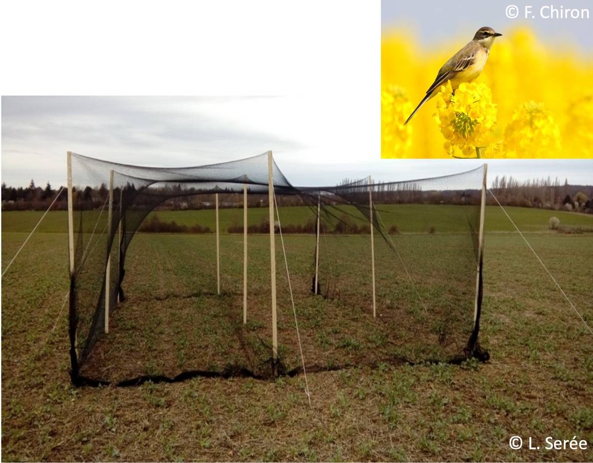 Photo of a bird exclusion cage placed from February to June on an oilseed rape field, and photo of a western yellow wagtail